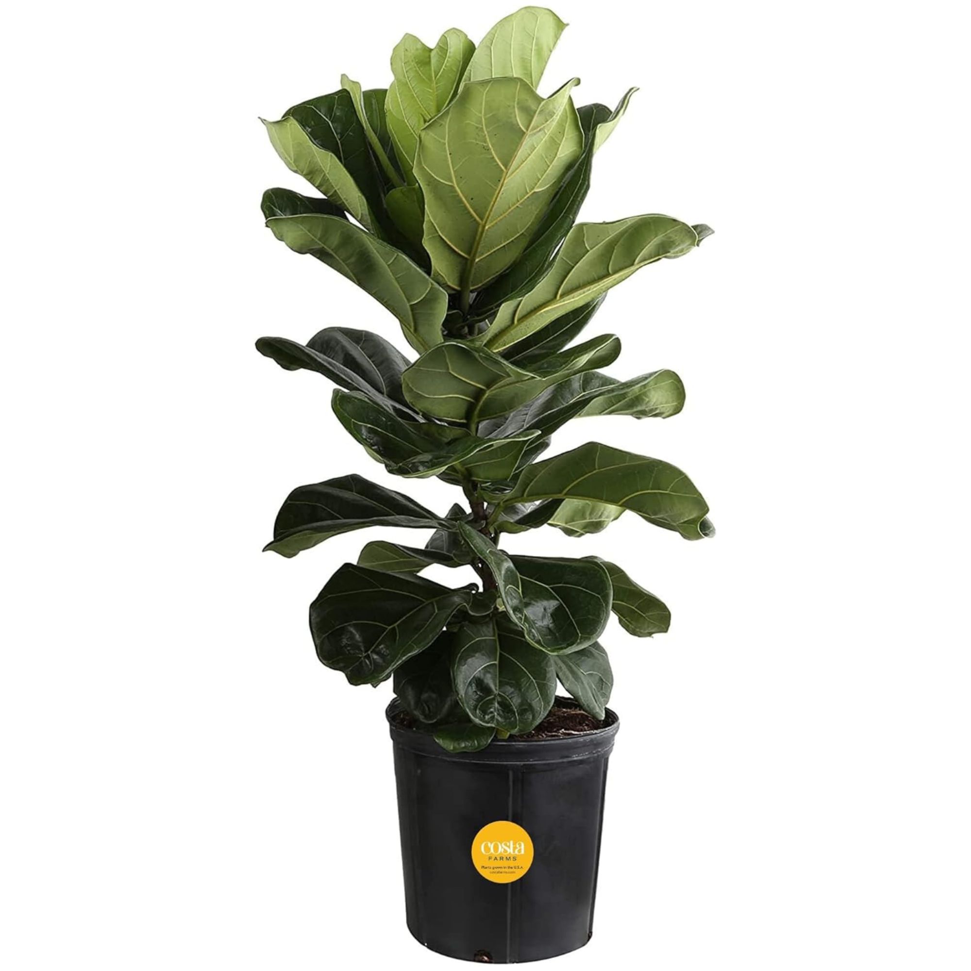 Fiddle Leaf Fig