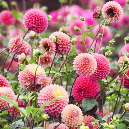 Sea of pink dahlias in garden