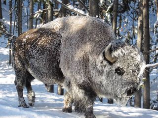 Bison covered in frost