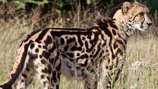 A cheetah in tall grass