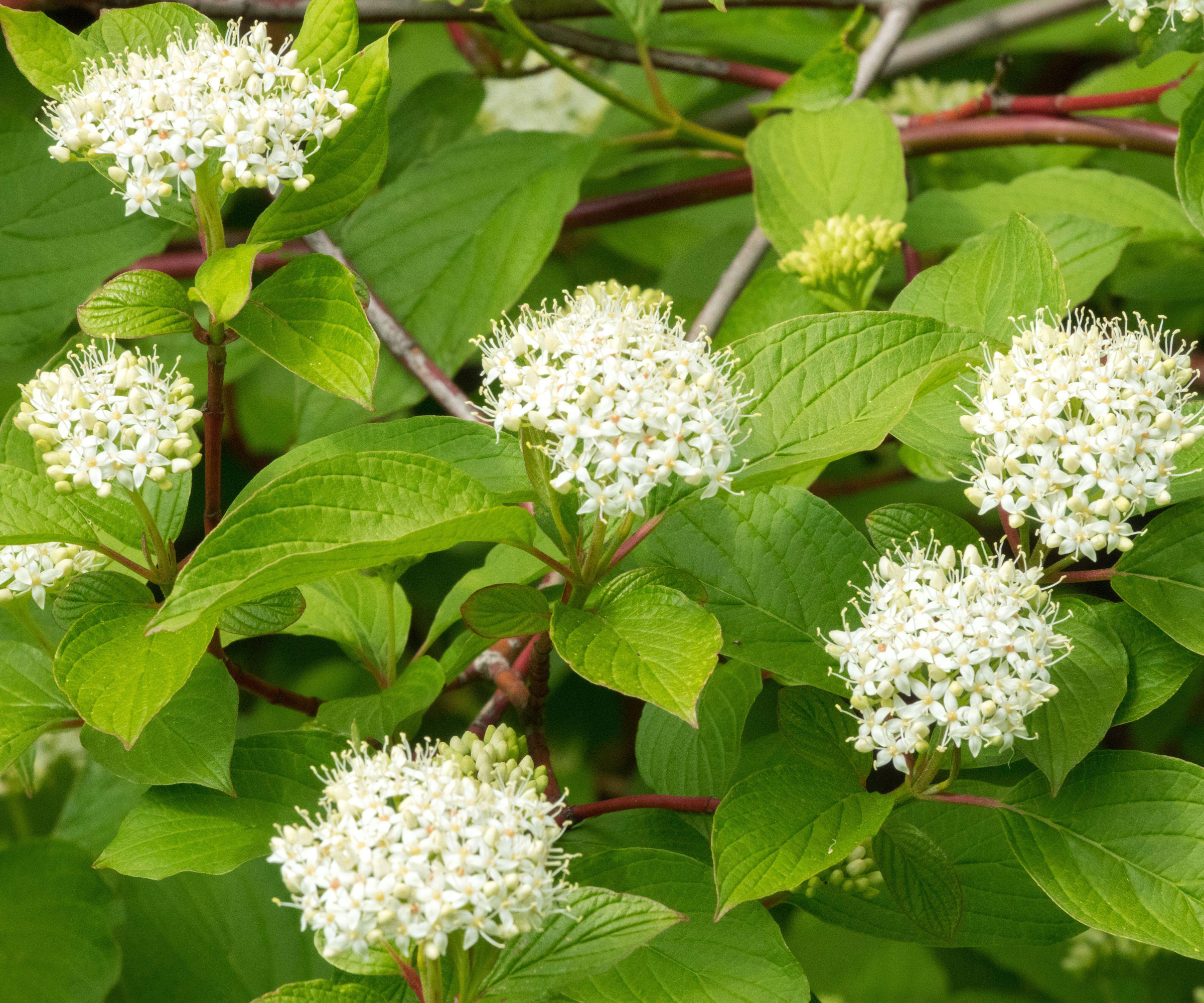 white flowers and green leaves of red twig dogwood (Cornus alba 'Sibirica')