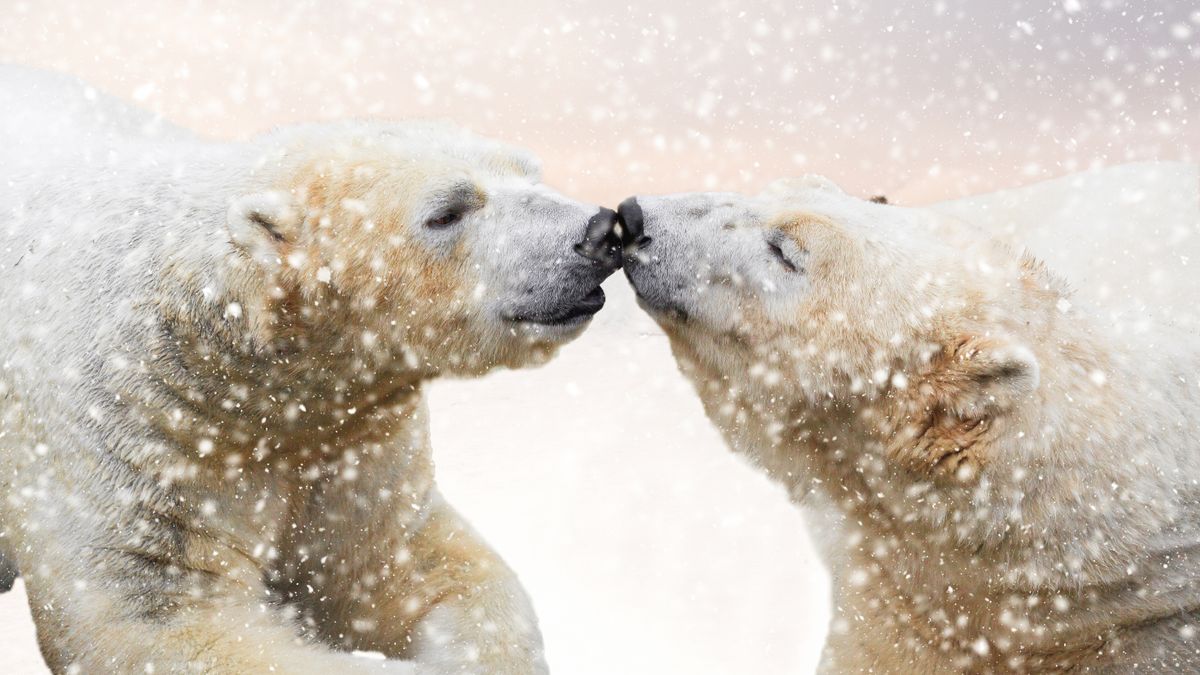 International Polar Bear Day images by photographers supplied by picfair