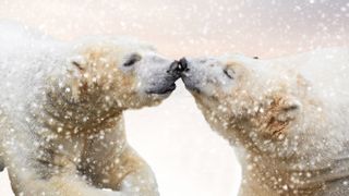 International Polar Bear Day images by photographers supplied by picfair