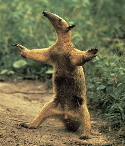 Mongoose, Facial expression, Soil, Adaptation, Marsupial, Kangaroo, Ecoregion, Terrestrial animal, Sunlight, Snout,