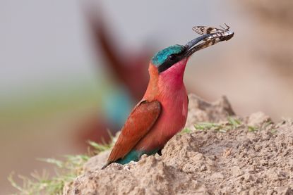 Spotting a bee-eater.