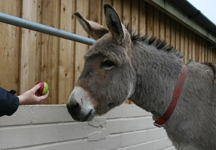 Wilson_with_Red_and_Green_Apple._Photo_Copyright_of_The_Donkey_Sanctuary_(3).jpg