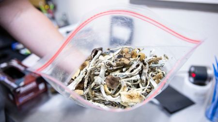 A laboratory technician holds a bag of psilocybin mushrooms.