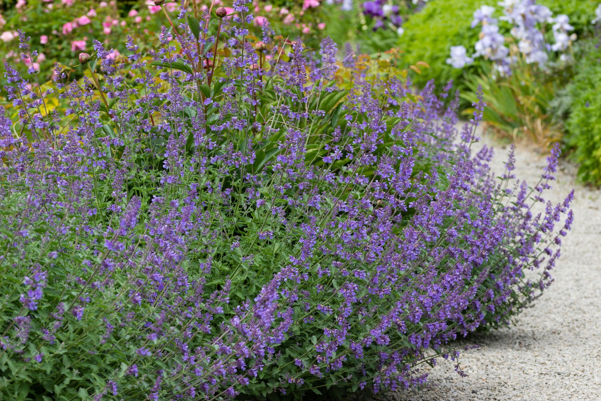 The 11 best plants for heat and cold Livingetc