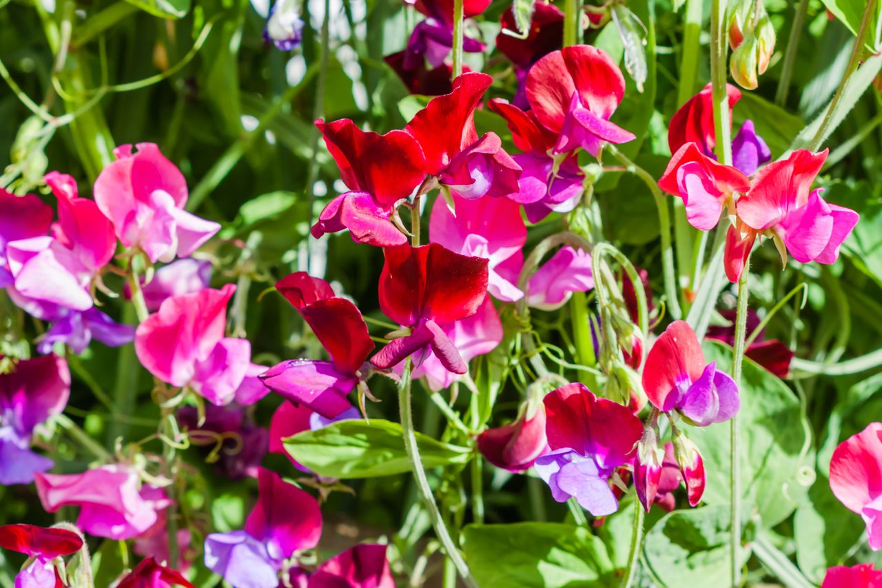 How to grow sweet peas from seed, in pots or not for fragrant flowers