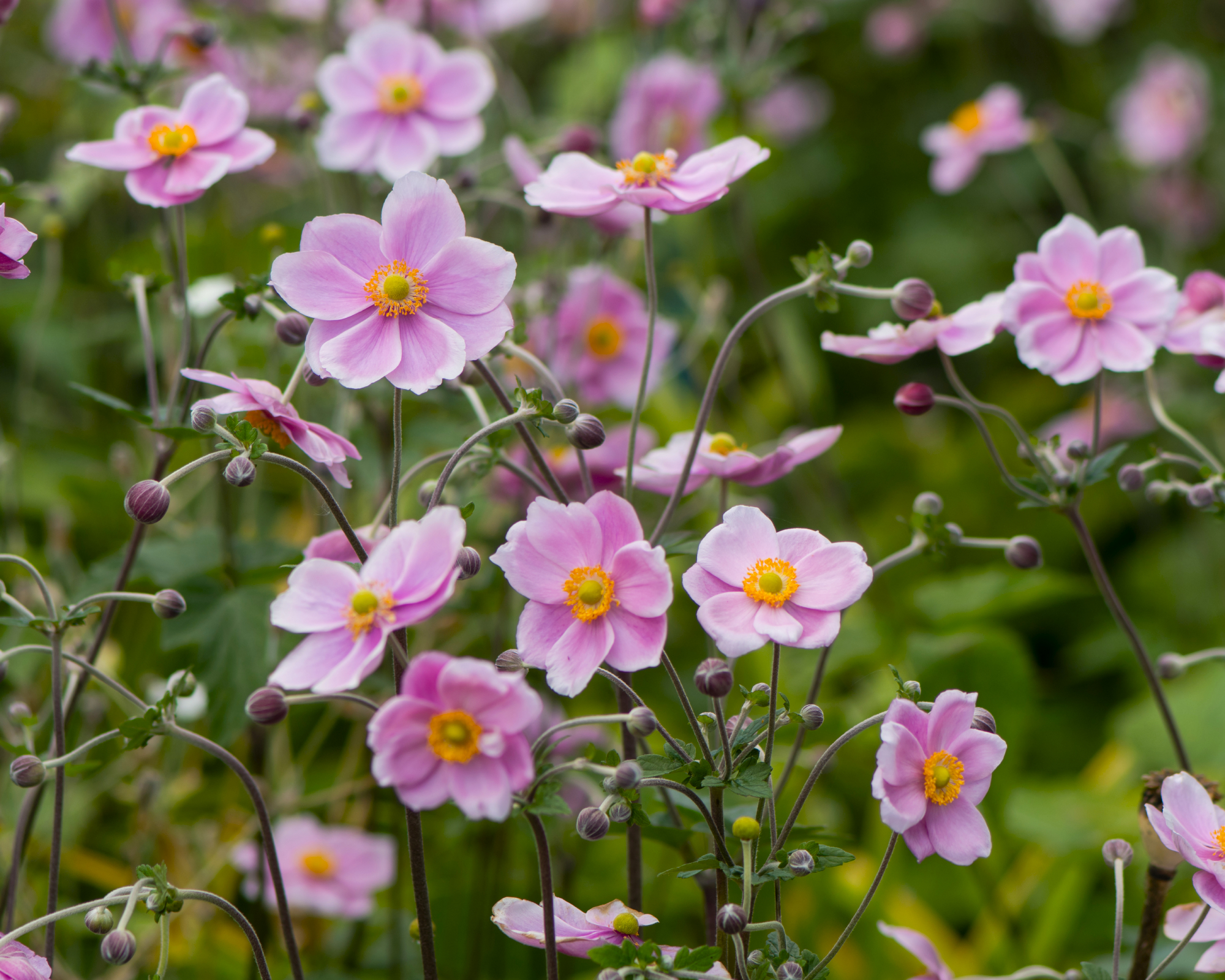 Pink Japanese anemone blooms in garden