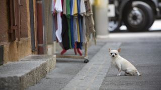 Chihuahua loose on street