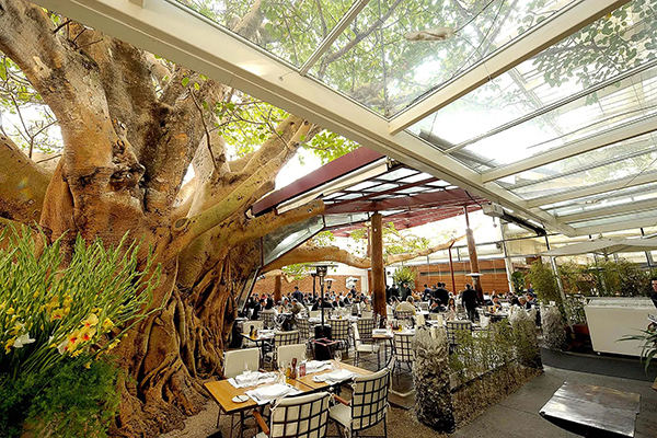 Dine-in-the-shade-of-the-Bengal-fig-tree-at-A-Figueira-Rubaiyat.-Credit.jpg