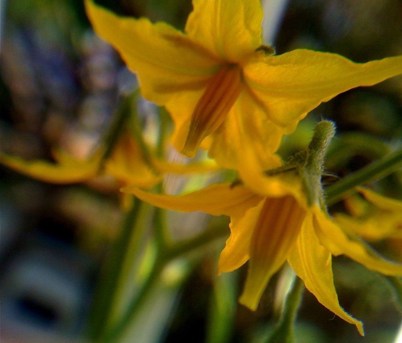 Yellow Tomato Plant Flowers