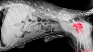 X ray showing hip dysplasia
