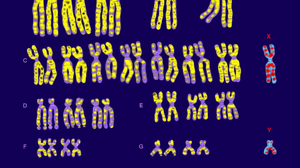 The disappearing Y chromosome | The Week