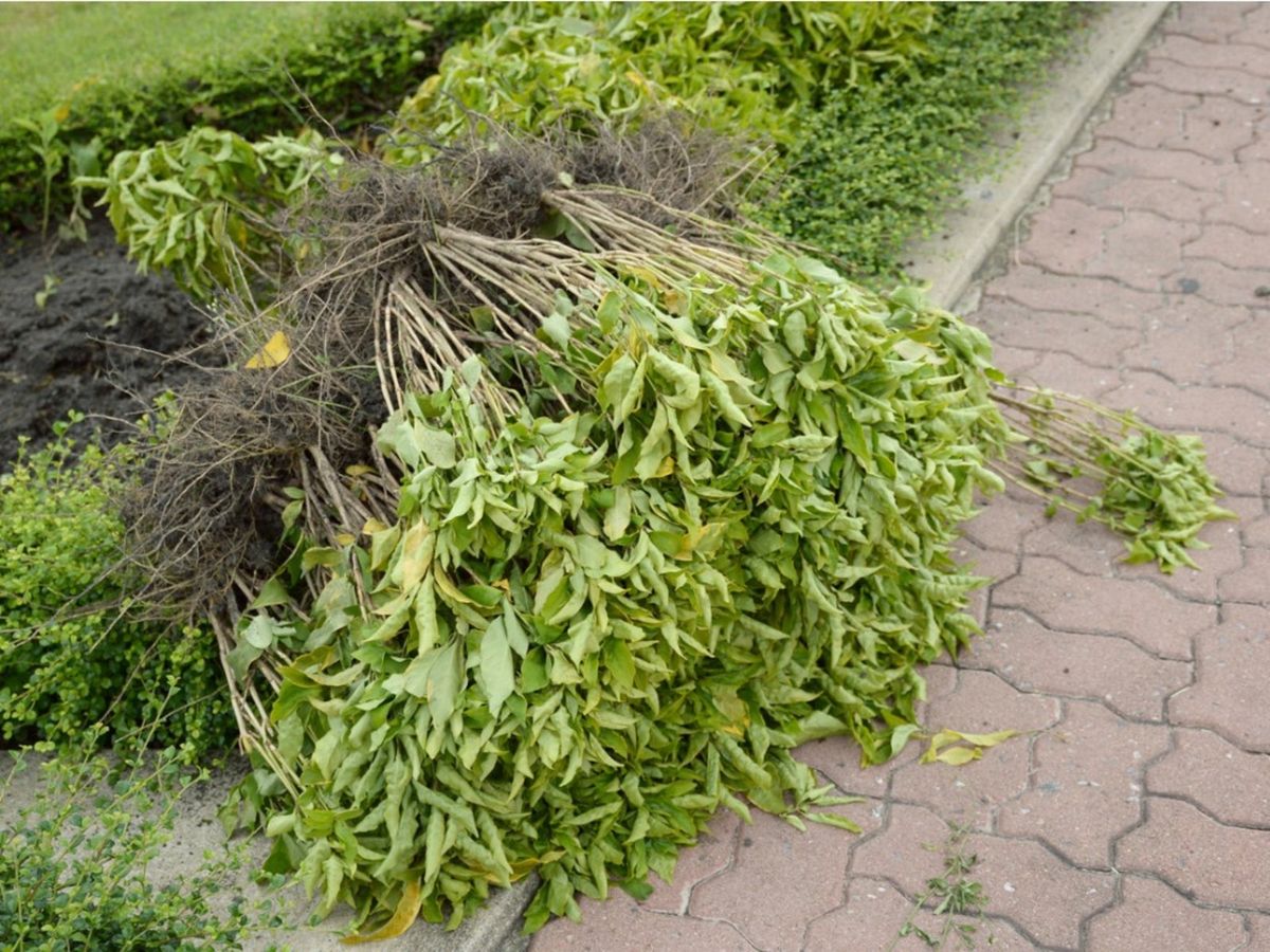 Uprooted Garden Plants - Can Uprooted Plants Be Saved | Gardening Know How