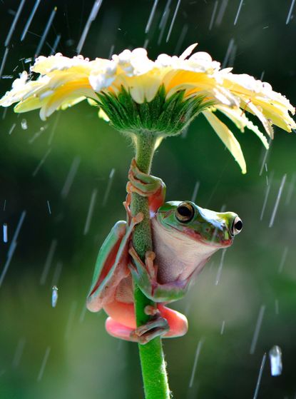 Frod in rain photo