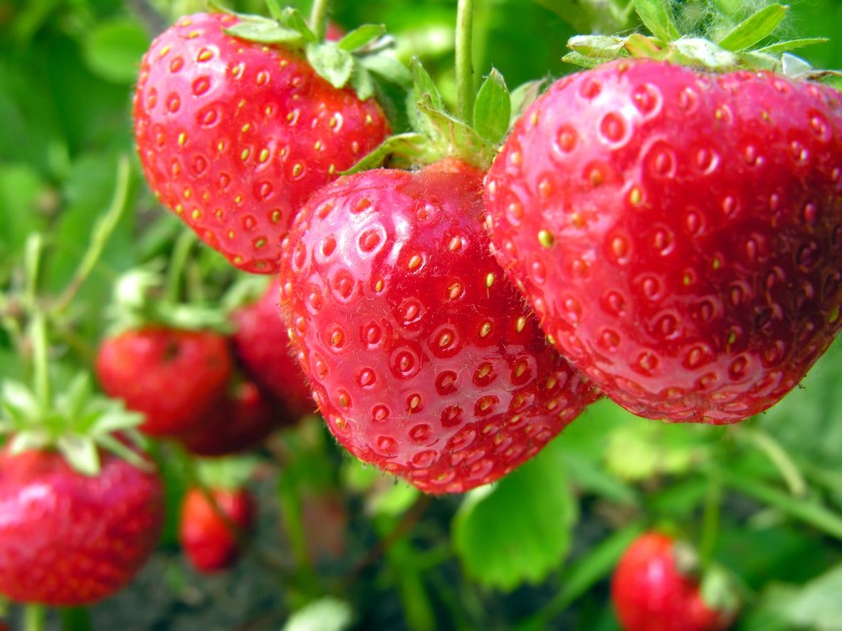 Close Up Of Red Strawberries