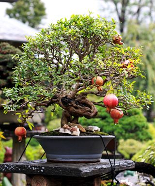 Pomegranate bonsai tree on plinth in garden