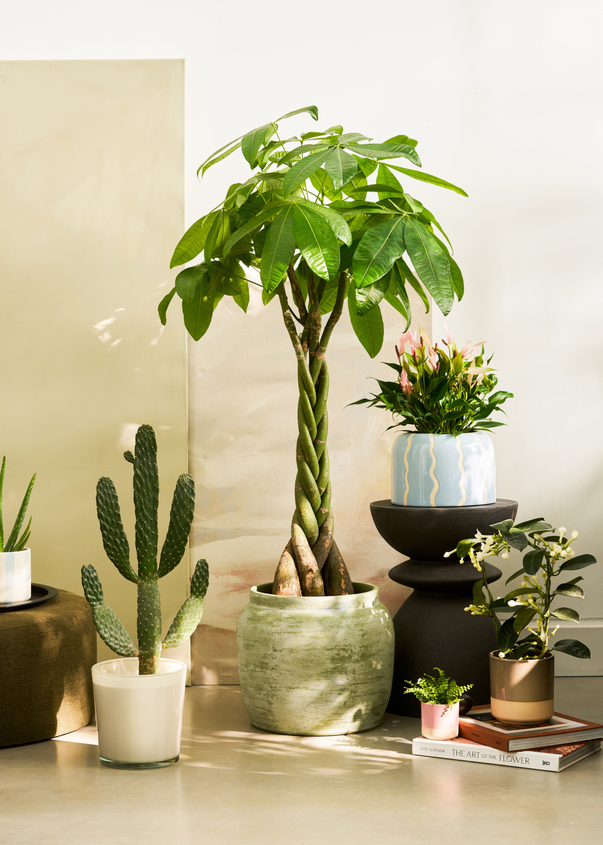 A selection of spring houseplants from Patch Plants