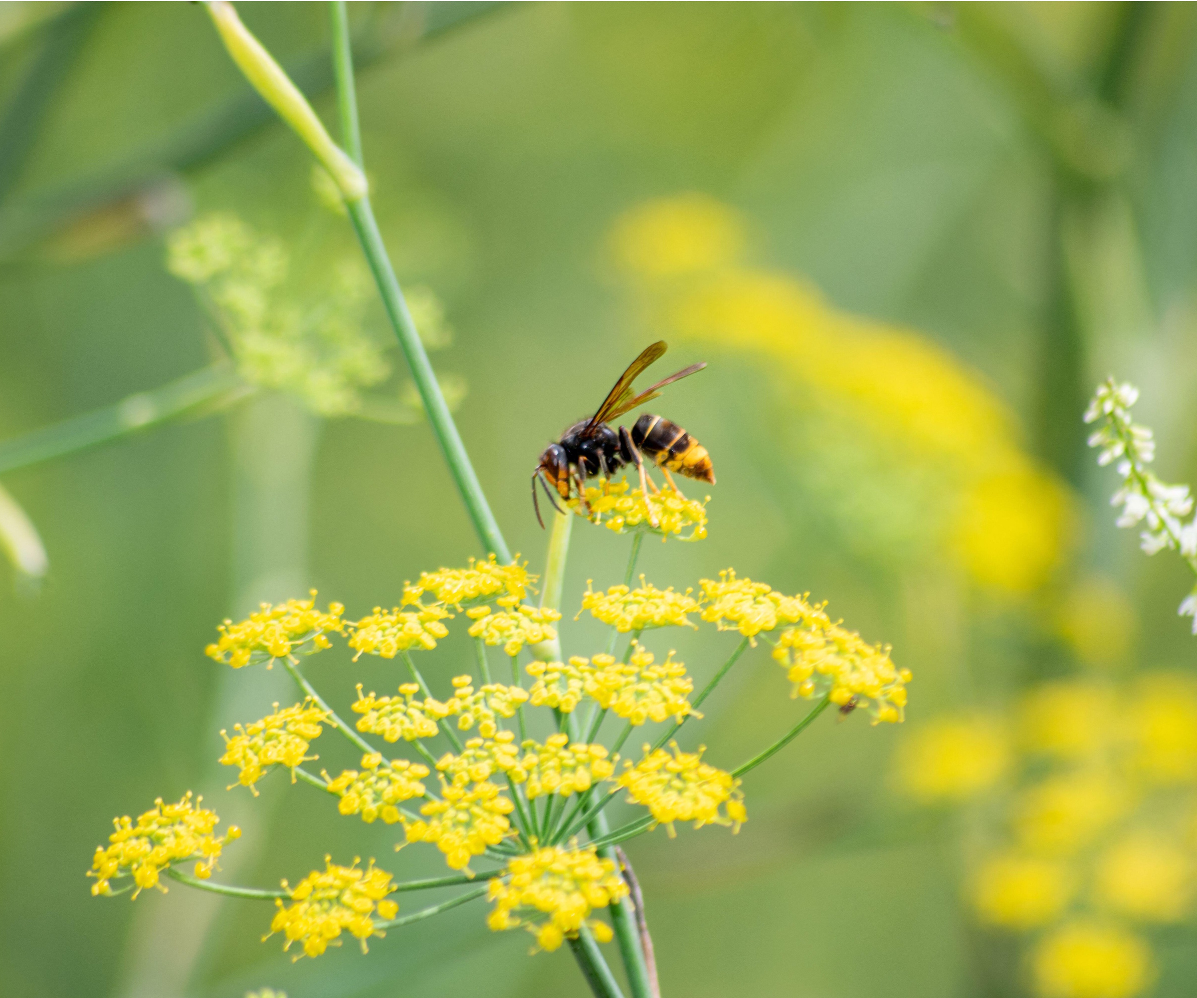 Yellow-legged hornet on fennel