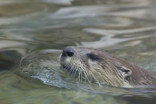 New otter at the Denver Zoo