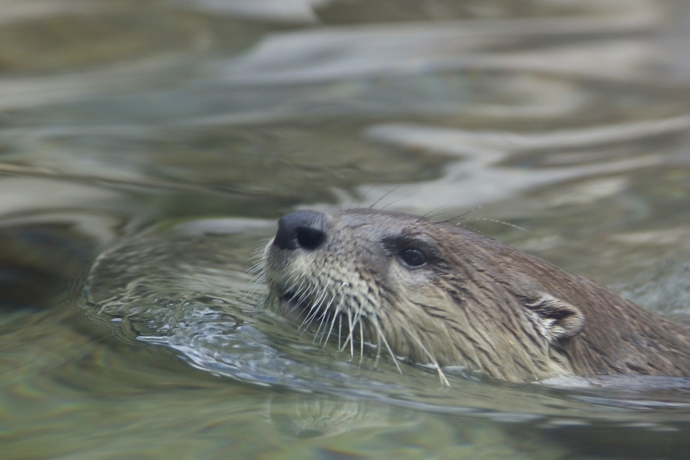 New otter at the Denver Zoo