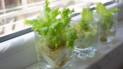 Three lettuce plants growing in water on a windowsill
