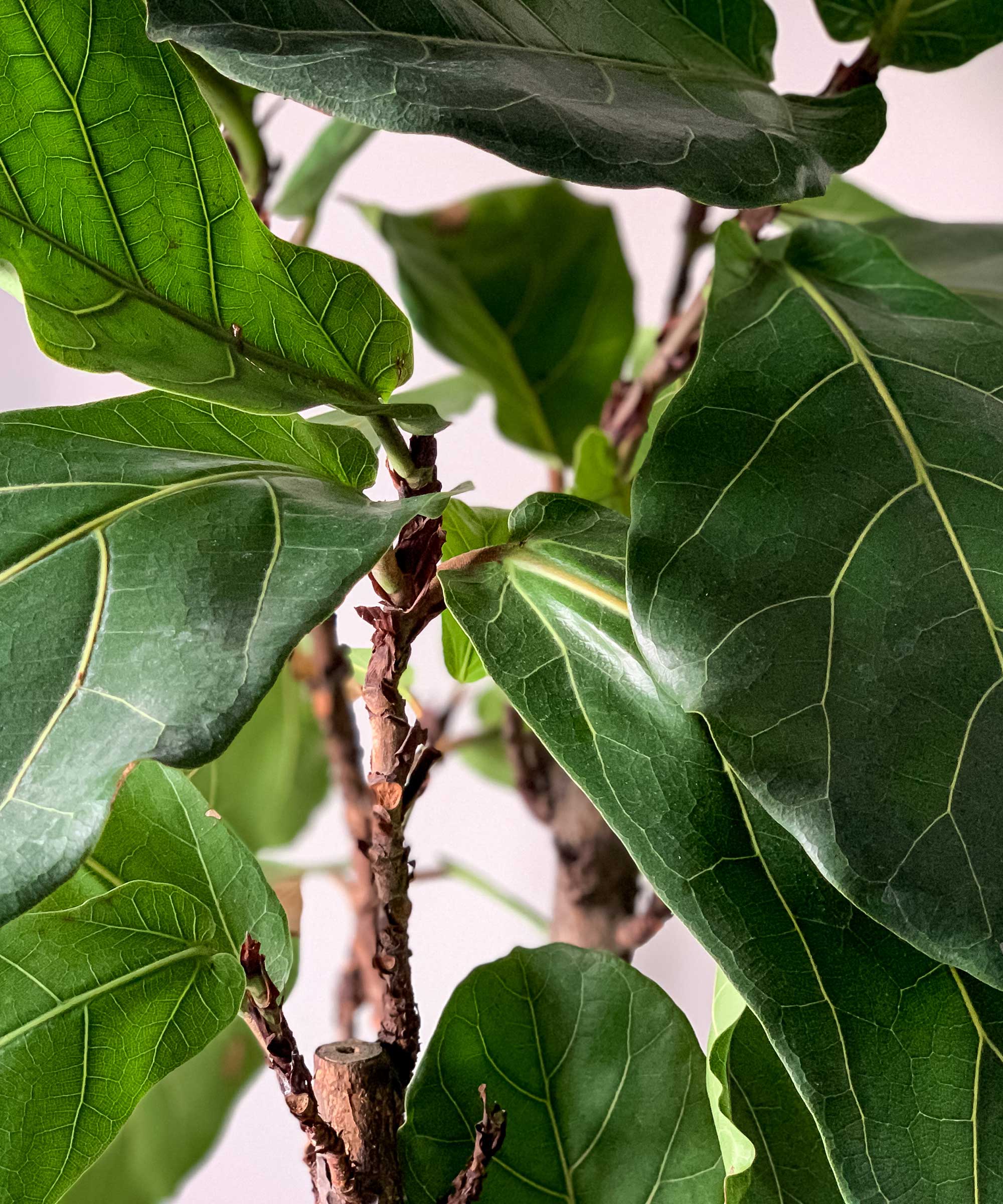 close-up of fiddle leaf fig leaves