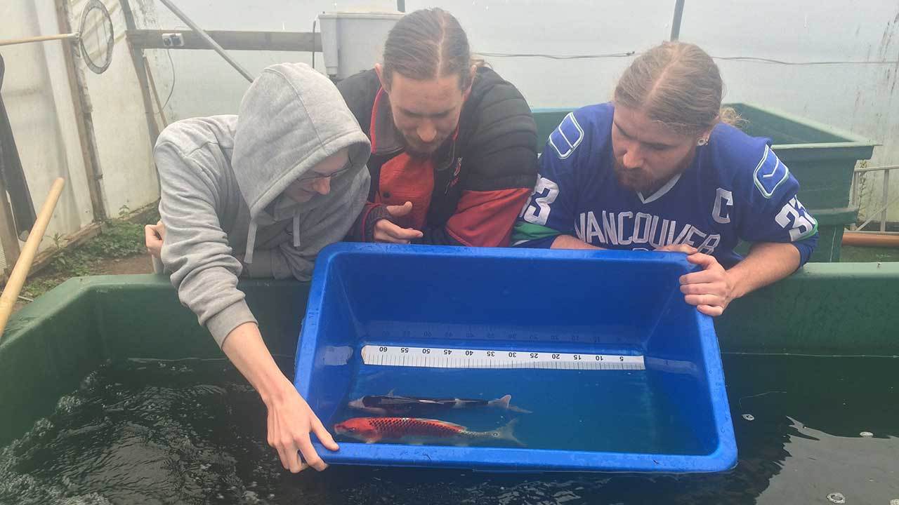 Skreamer measuring koi carp