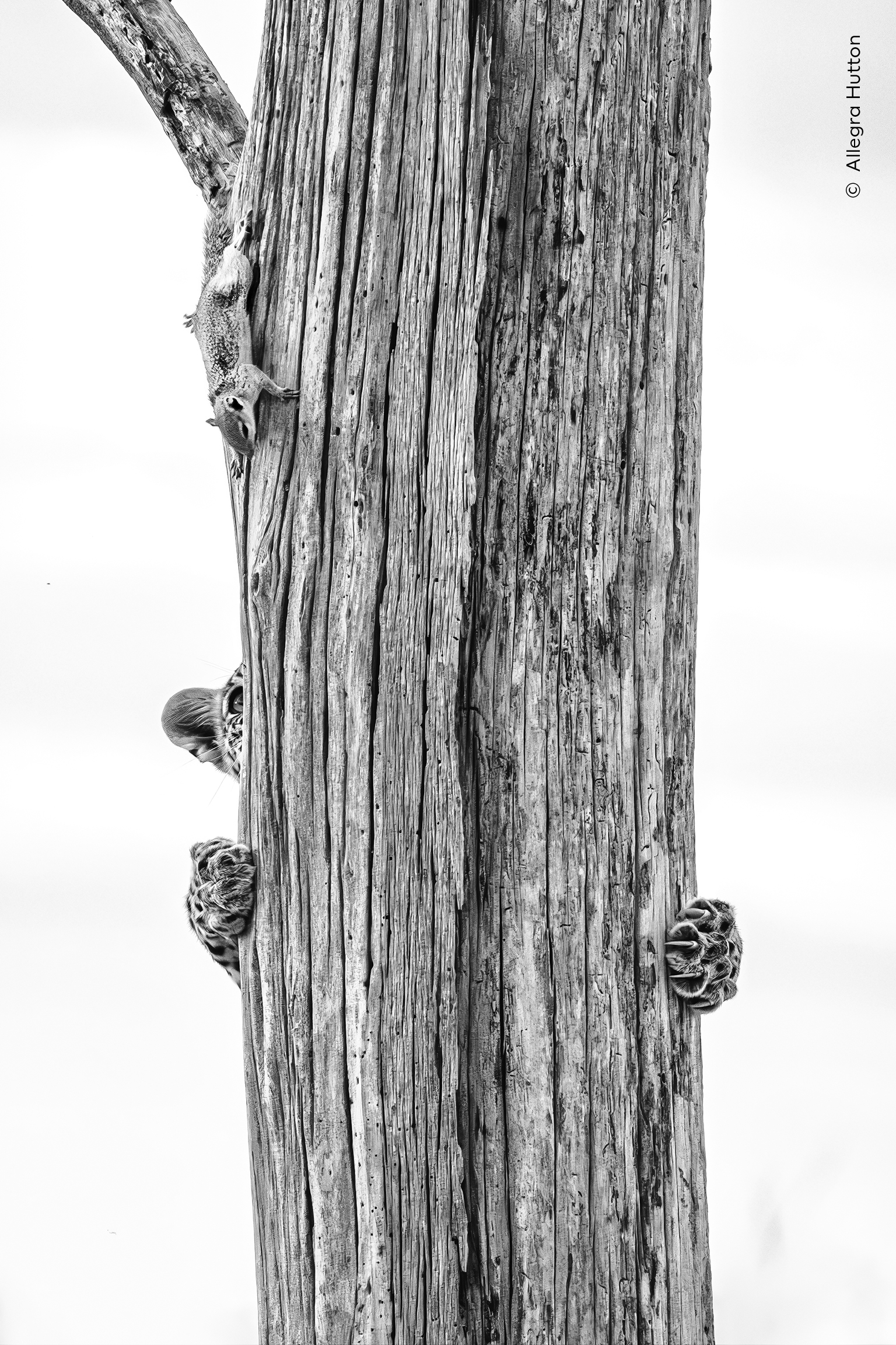 Black and white image of a tree trunk with a squirrel on the left and a hidden leopard peeking from behind with paws and an ear visible