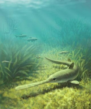 a depiction of the bandringa fossil shark