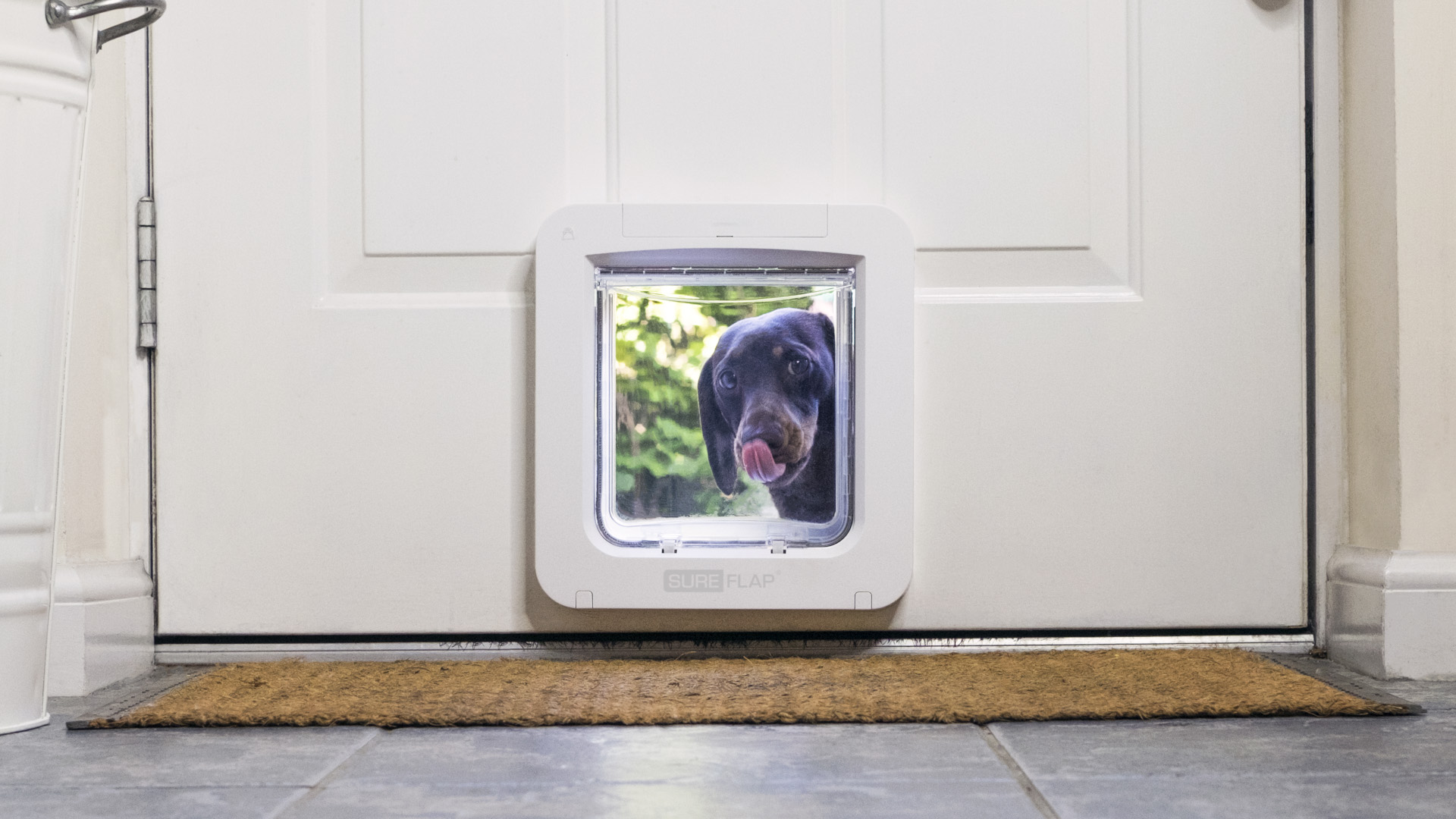 a dog looking through a smart catflap