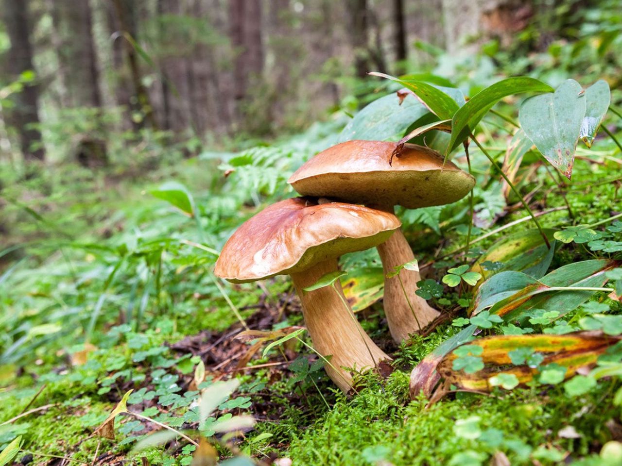 Mushrooms Growing In A Forest