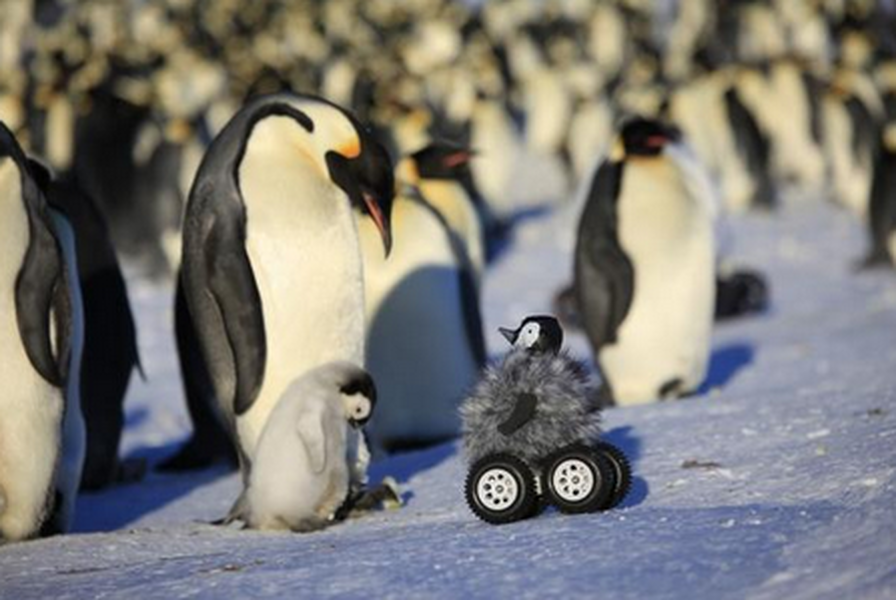 Scientists use adorable fluffy rover to study penguins