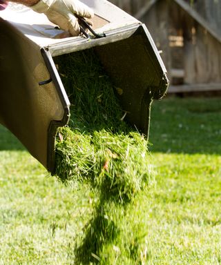 emptying grass clippings from a lawn mower collector box