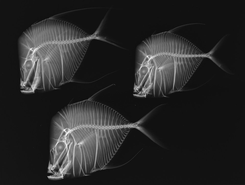 Images Stunning Fish Xrays Live Science