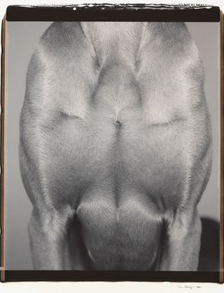 Black and white picture of the back of a dog