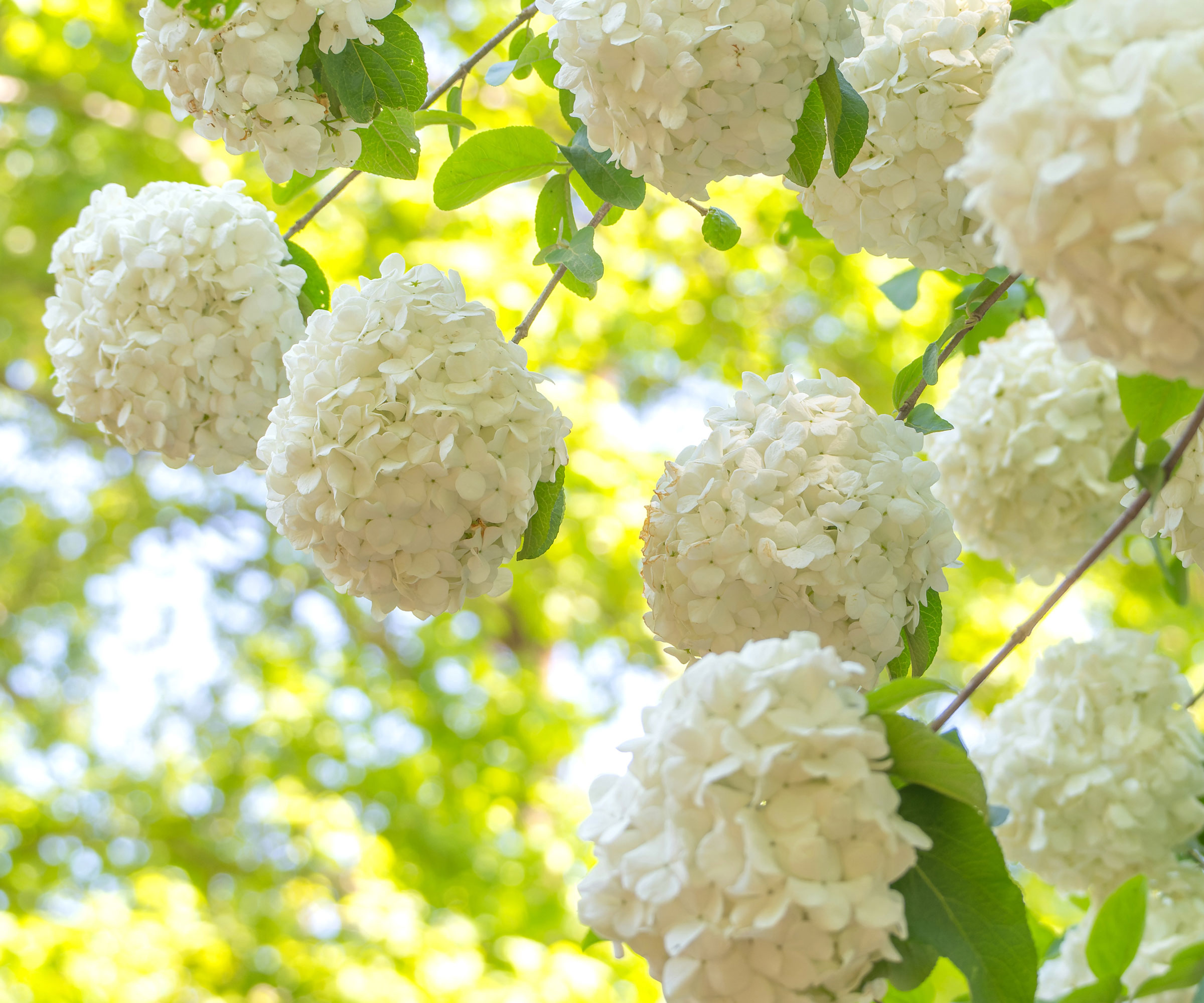 viburnum snowball shrub with large white pompom flowers