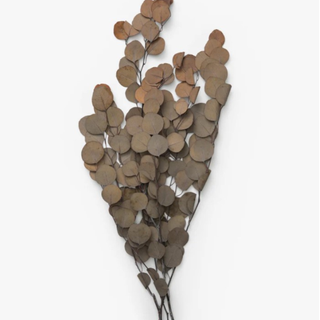 Dried Natural Eucalyptus