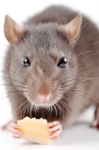 Rats are among the best biters of the rodent world, a study indicates