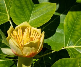Tulip tree in bloom with yellow flower and green leaves