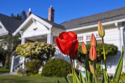 A front yard of a house with tulips in the foreground
