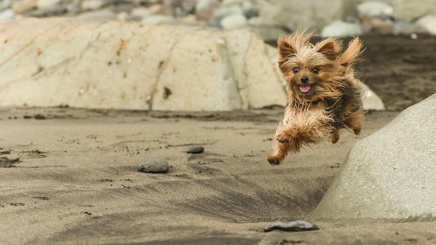 Yorkshire Terrier running on beach