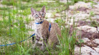 Devon Rex wearing harness