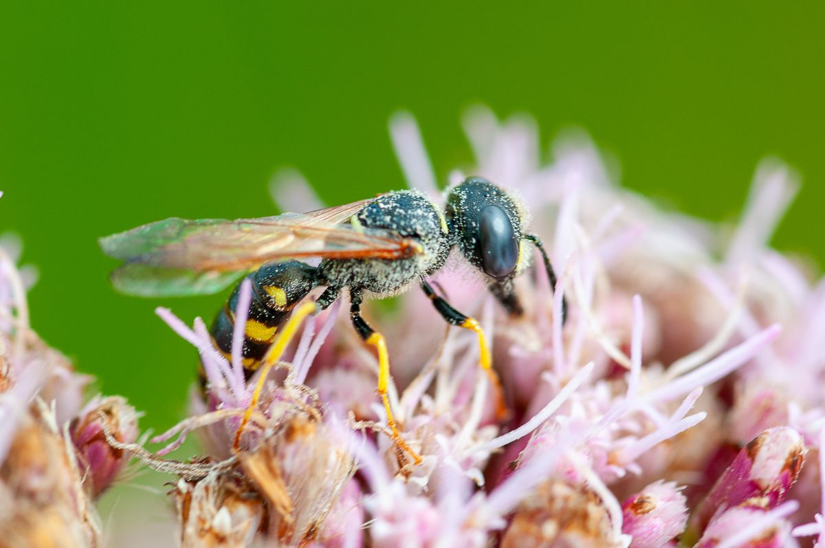 Winning or shortlised image for the The Week Junior Science+Nature Scavenger Hunt contest