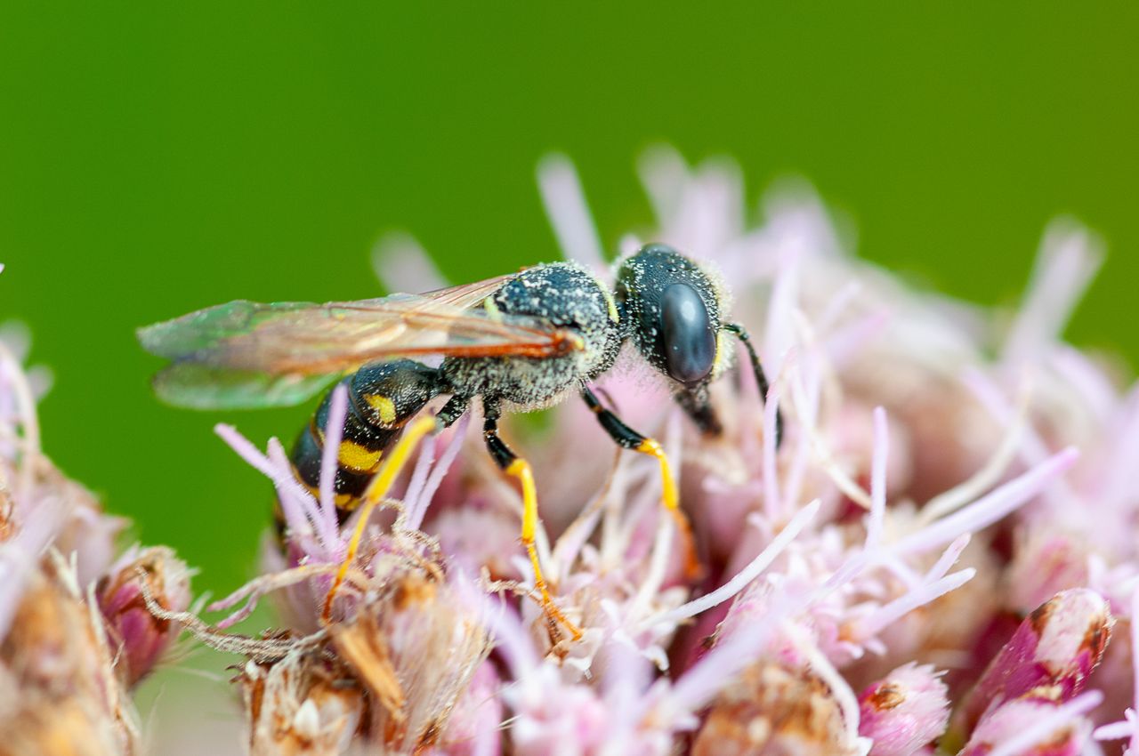 Winning or shortlised image for the The Week Junior Science+Nature Scavenger Hunt contest