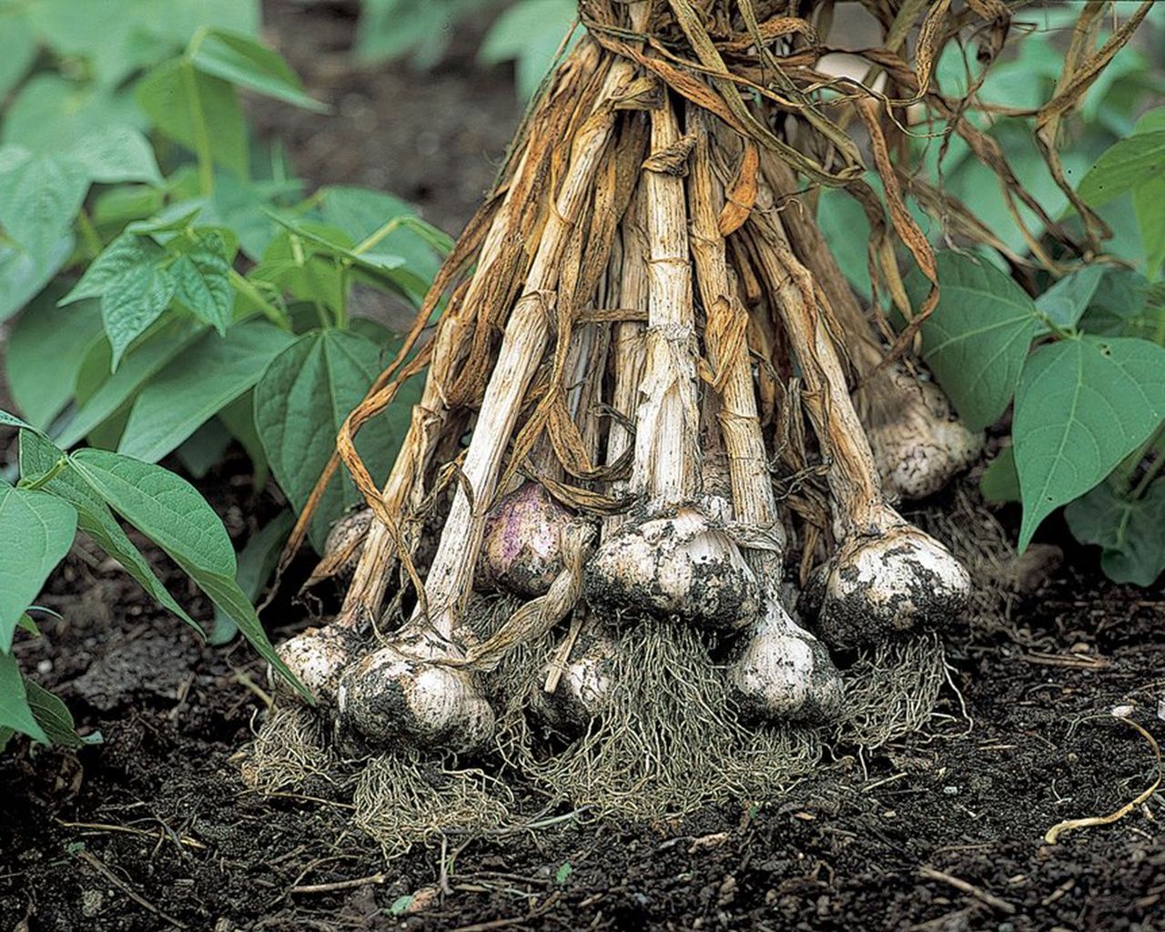 harvested garlic