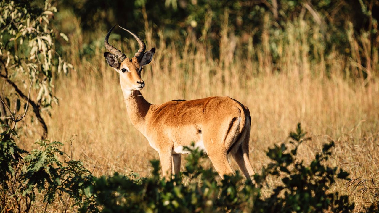 Azura Selous, Tanzania
