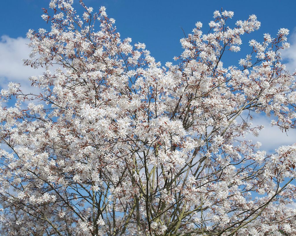 Best trees for shade 9 top growers for shady spots Gardeningetc